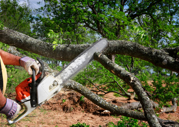 Tree Health Inspection